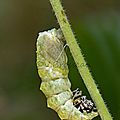 machaon005