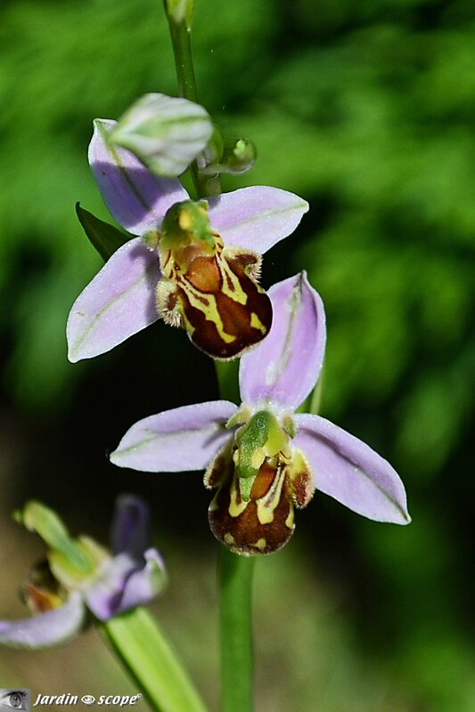 Orchidée abeille • Ophrys apifera