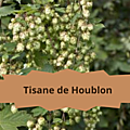 19 HOUBLON(2)Tisane de Houblon