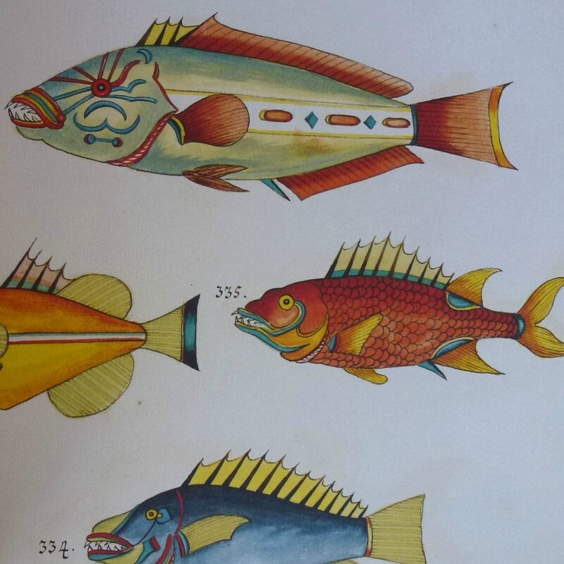 poissons tropicaux 8