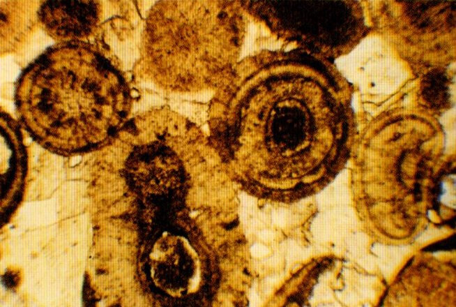 microscopie optique d'un calcaire oolithique