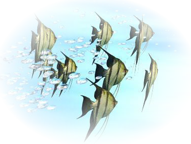 tube poissons 11