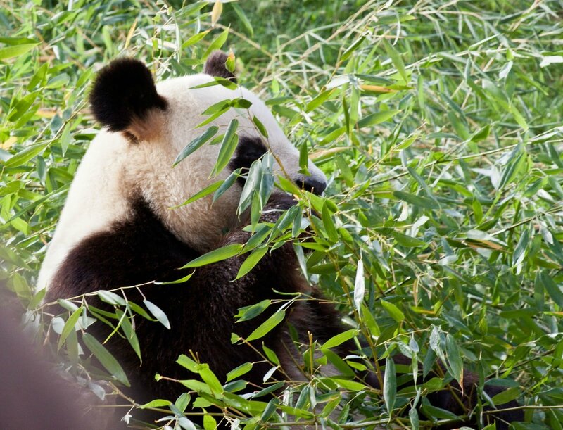 121-Panda Geant