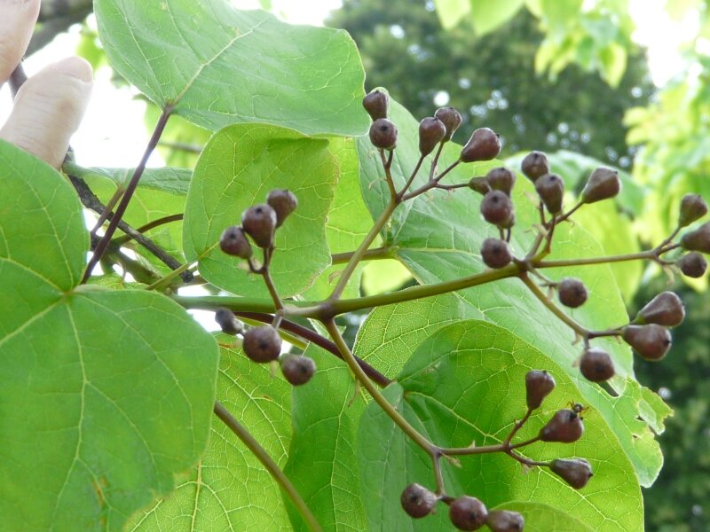 Quel est le fruit du catalpa ?