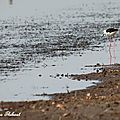 Échasse blanche, Himantopus himantopus
