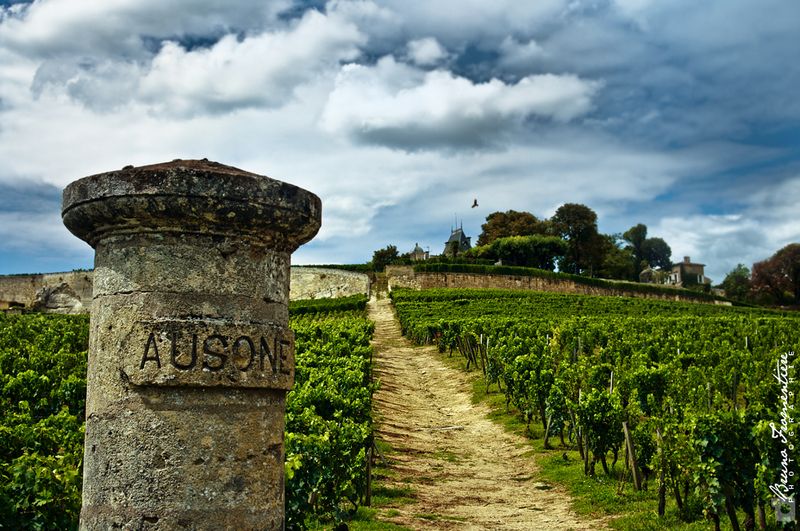 Ausone_vignes