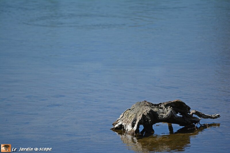 Une racine sur l'eau qui évoque l'envol d'un cygne