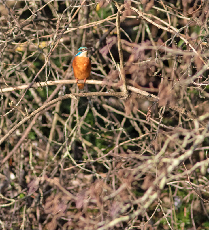 Oiseau MP 4 100223
