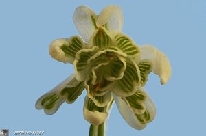 Perce-neige-double