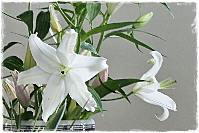 MACRO LYS PARFUME