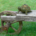 La Tortue Arlette à Valmer (37)