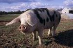 268_00083_PORC_DOMESTIQUE