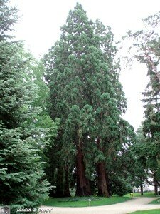 Sequoia_prebende