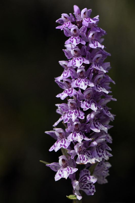 _DSC0018_Dactylorhiza_cruenta