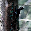 Pic noir - Dryocopus martius (8)