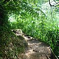 Manoa Falls Trail (183)