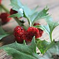 X)Épinard fraise