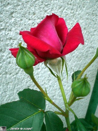 Rose Red Parfum