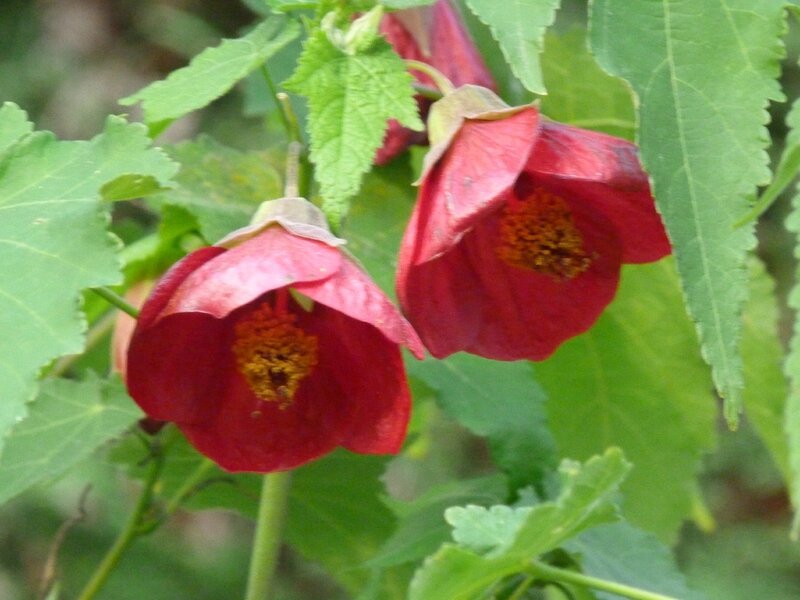 P1100602