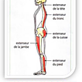 Terminale spécialité svt, tp: le réflexe postural 