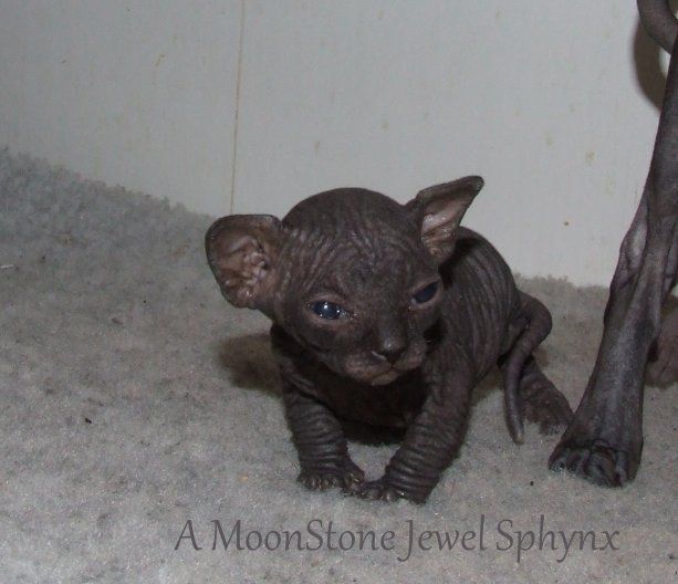 Changement De Cremerie Pour Les Bebes Sphynx A Moonstone Jewel Sphynx Cattery