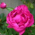 Pivoine 'Karl-Rosenfield'