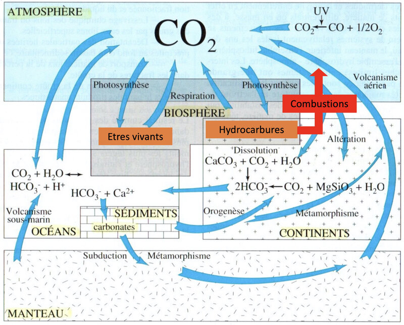 cycle du carbone selon Alègre modifié
