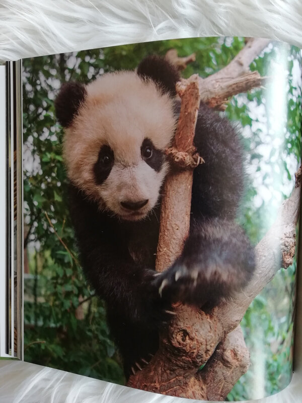 Combien De Bambou Mange Un Panda Par Jour Panda Love: un beau livre trop mignon et trop intéressant ! - Baz'art