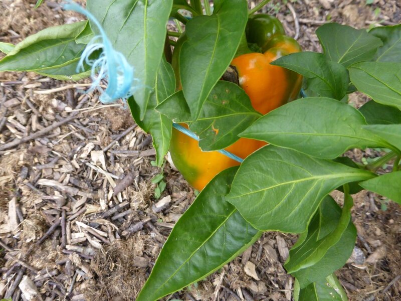 12-poivrons (4)