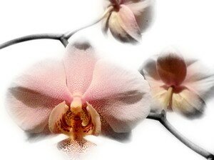 fleur1