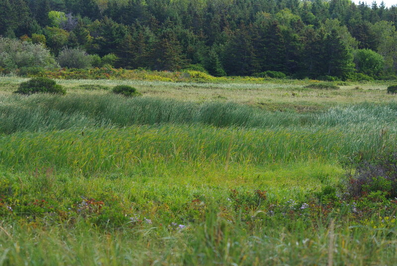 IMGP4525