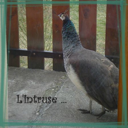 lintruse