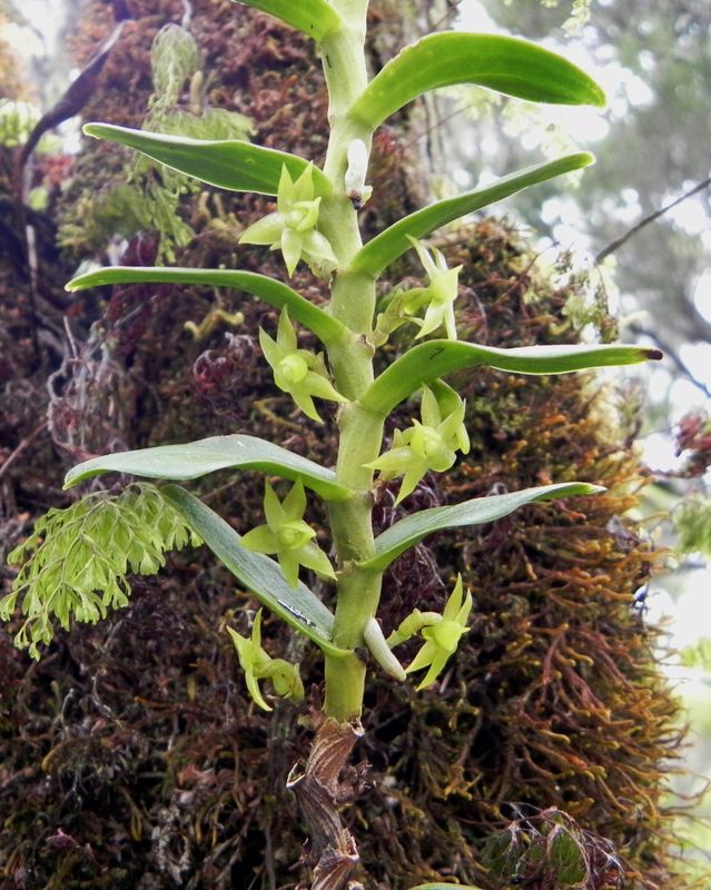 orchidée - FORET PRIMAIRE : ESPECES ENDEMIQUES ET INDIGENES DE LA ...