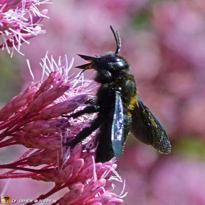 Xylocopa-violacea-4