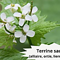 31 ALLIAIRE(2) Terrine Sauvage (Ortie, Alliaire, Lierre Terrestre)