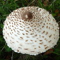 champignon : coulemelle (lépiote élevée)