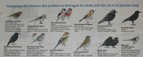 Oiseaux Jardin Bretagne