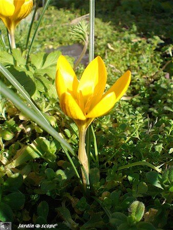 Crocus Flavus à fleurs jaunes