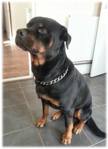 rockyrottweiler (2)