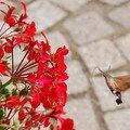 Des colibris au jardin... (d'eden ??)
