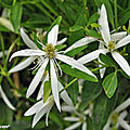 Clematite-Southern-Cross