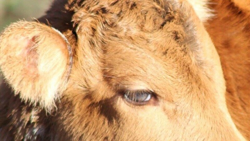 veau aux yeux verts