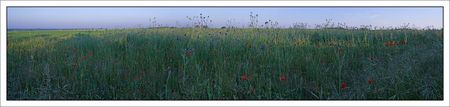 bleuets_coquelicots_pano_220510