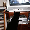 Patachon - Chat noir et blanc - et son émission de télévision préférée 30 millions d'amis - Chat curieux