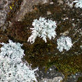 Lichen Cladonia rangiferina • Cladoniaceae