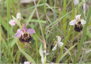 Orchidée
