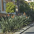 _DSC0052