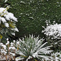 Le coin du garage avec le Yucca et Cotoneaster Franchetii