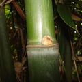 7 - portrait de bambou: schizostachyum (glaucifolium ?)