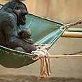 Chimpanzé et bébé,